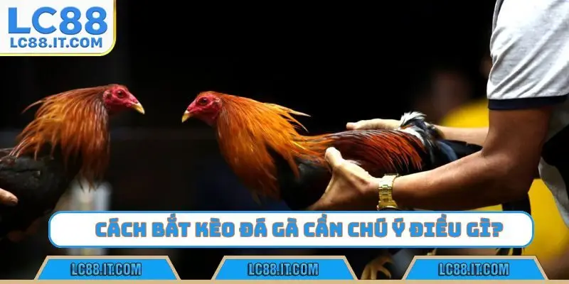 Cách bắt kèo đá gà qua lịch sử thi đấu