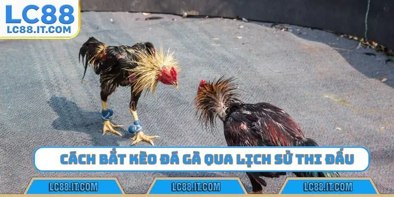 Cách bắt kèo đá gà cần chú ý điều gì?